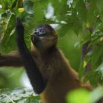 Tədqiqat göstərir ki, pumaların pəhrizində və davranışlarında dəyişikliklər onların Yellowstone-da canavarlarla rəqabətini azaldır