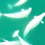 Qədim qalaktikaların nəhəng bir qrupu ulduzların əmələ gəlmə tarixini yenidən yaza bilər