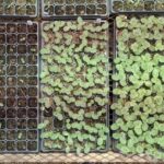 İqlim dəyişikliyinin fotosu: Donmuş Çadar çayında buz daşıyıcıları