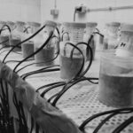 Yeni ALS müalicə hədəfi müəyyən edildi: STAUFEN-1 zülalının azaldılması beyin hüceyrələrini ölümdən qoruyur