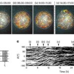 Suyun üzərində böyüyə, kiçilə, uça və yeriyə bilən yumşaq humanoid robotla tanış olun
