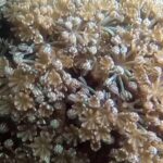 Şəhər torpaqları qazılmış torpağı üzvi tullantılarla qarışdırmaqla yeni həyat qazanır