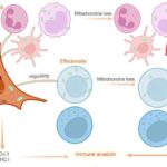 Araşdırma göstərir ki, ən çox qan zülalı olan albumin ölümcül göbələk infeksiyalarına qarşı qalxan rolunu oynayır.