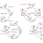 Pərakəndə satış terapiyası uğursuz oldu? Onlayn alış-veriş stressi xəbərlərdən, e-poçtlardan və ya yetkinlər üçün məzmundan daha çox artıra bilər
