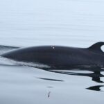 Alimlər nəsli kəsilmiş yeni bir həyat forması kəşf etmiş ola bilərlər