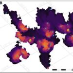 Yeni ALS müalicə hədəfi müəyyən edildi: STAUFEN-1 zülalının azaldılması beyin hüceyrələrini ölümdən qoruyur