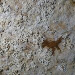 Avropa şəhər həyatı həşərat DNT-sini necə daim yenidən yazır