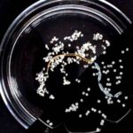 Kiçik flüoresan nüvəli qabıqlı silisium nanopartikülləri super yüklü xərçəng immunoterapiyası