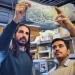 Arıların havada süzülərkən istiliyi dəf etməsinə imkan verən soyutma sistemi