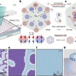 i-DNT canlı hüceyrələrdə “peek-a-boo strukturları” əmələ gətirir və xərçənglə əlaqəli genləri tənzimləyir