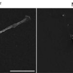 Perovskit günəş batareyalarını ətraf mühitin təsirlərindən işıq dəyişdirilə bilən molekullarla qorumaq
