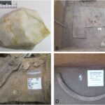 Yaponiyada universitet kampusunda yeni növ xanquş böcəyi kəşf edildi