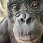 Qara dəlik deyil, qaranlıq maddə Süd Yolunun ürəyinə enerji verə bilər