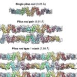 Kollektiv davranışın arxasındakı molekulyar sirləri üzə çıxarmaq