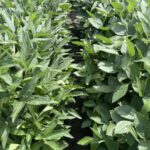 Otlaqlardan mal-qaranın çıxarılması uzunmüddətli torpaq karbon ehtiyatına mənfi təsir göstərə bilər