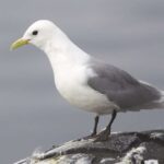 Tədqiqatlar göstərir ki, daşqın ziyanına görə qunduzları günahlandırmaq pis siyasət və pis elmdir