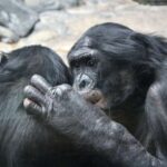 Hazır komponentlər yerləşdirməyə hazır kvant dolaşıqlığı mənbəyini təmin edir