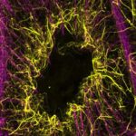 İşıq əsaslı Ising kompüteri otaq temperaturunda işləyir və saatlarla sabit qalır