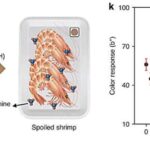 Kanadanın Maqdalen adalarının torf əraziləri qədim Atlantik qasırğaları ilə bağlı vacib ipuçları saxlayır