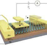 İlk dəfə kameraya çəkilib: Kiçik kisəlilərin analarının çantasına necə süründüyü
