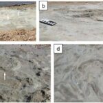 Yaponiyada universitet kampusunda yeni növ xanquş böcəyi kəşf edildi