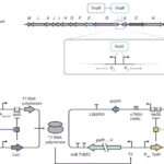 Platin elektrodlarının daha realistik bir mənzərəsi