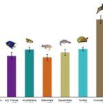 Mərkəzi Saharada yeni “skimitar kürəkli” Spinosaurus növü kəşf edilib