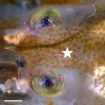 Yeni təcrübələr göstərir ki, Yerin nüvəsində 45 okeana qədər hidrogen var