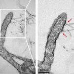 Ən qədim quşların ağzının damındakı mürəkkəb dil sümükləri və ətli dişlər onun qidanı tutmasına kömək etmiş ola bilər.