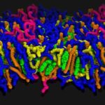 Özünü tənzimləyən canlı implant gündəlik insulin inyeksiyalarını dayandıra bilər