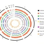 DNT dəlilləri göstərir ki, Yaponiyanın qədim “pələngləri” əslində mağara şirləri olublar