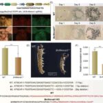Aydakı super stabil lazer gələcək ay missiyalarına istiqamət verə və zaman ölçməmizi təkmilləşdirə bilər