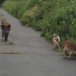 Superkompüter simulyasiyaları rekord həddə 35 trilyon şəbəkə nöqtəsində turbulentlik nəzəriyyələrini sınaqdan keçirir