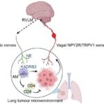 Böyrək dərmanı vaxtından əvvəl yumurtalıq çatışmazlığında məhsuldarlığı bərpa etməyə kömək edə bilər