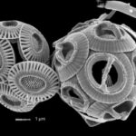 Sahə müşahidələri və kompüter modelləşdirməsi dünyanın ölümcül əqrəb qaynar nöqtələrini proqnozlaşdırmağa kömək edir
