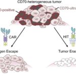 Sadə bir enerji molekulu dişi siçanlara yaddaş gücləndiricisi verir