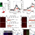 Ruhi sağlamlıq və ürək tutmaları: 22 milyon insanın iştirak etdiyi bir araşdırma nəyi göstərir