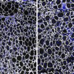 Robotlar üçün elektron burunların hazırkı vəziyyətinin xoşagəlməz bir görüntüsü