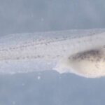 Topoloji səthlər təmiz enerji katalizatorlarını necə gücləndirir