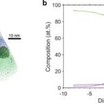 Kiçik bir karides daha yaxşı zireh üçün ipucu necə saxlaya bilər