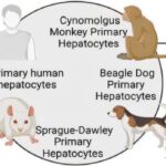 Erkən həyat çətinlikləri və təcrübələri, yarasaların yetkinlik dövründə necə cəsarətli davranmalarını formalaşdırır