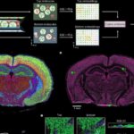 Maşın öyrənməsi güclü məlumat saxlamasının gizli mənzərəsini ortaya qoyur