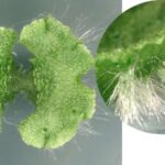 Bakterial patogenlər filament iskelelərindən istifadə edərək antibiotiklərə davamlı “bunkerlər” qururlar