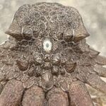 Webb “Açıq Kəllə” dumanlığını araşdırır