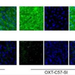 Metamaterial görüntü sensoru, hətta əyri işıq altında belə rəngləri aydın saxlayır