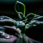 Bitki müxtəlifliyi ilə xəritələşdirilmiş qədim quş marşrutları