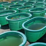 Süni intellekt və yeni sensor vasitələri kollektiv heyvan davranışı tədqiqatını necə dəyişdirir