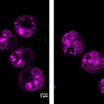 Mikroreaktorun içərisindəki real vaxt görüntüsü 2D yarımkeçirici böyümə sirlərini ortaya qoyur