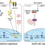 Açıq girişli proqram təminatı tədqiqatçılara saxta jurnalları aşkar etməyə kömək edir