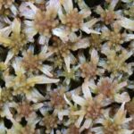 Araşdırma göstərir ki, Helene qasırğası ABŞ-ın iqlim baxışlarını və ya səslərini dəyişməyib